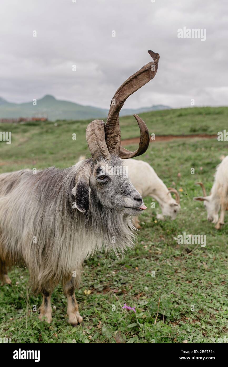 goat herd leader with huge horns unusual Stock Photo Alamy