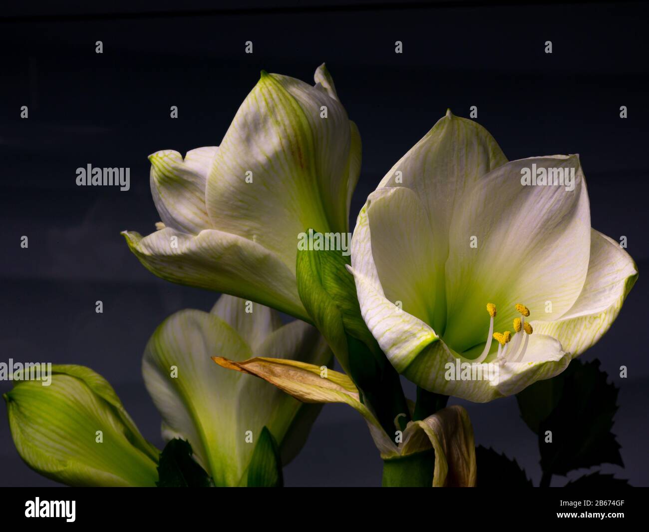 White Amaryllis flower in full bloom in front of a dark background Stock Photo