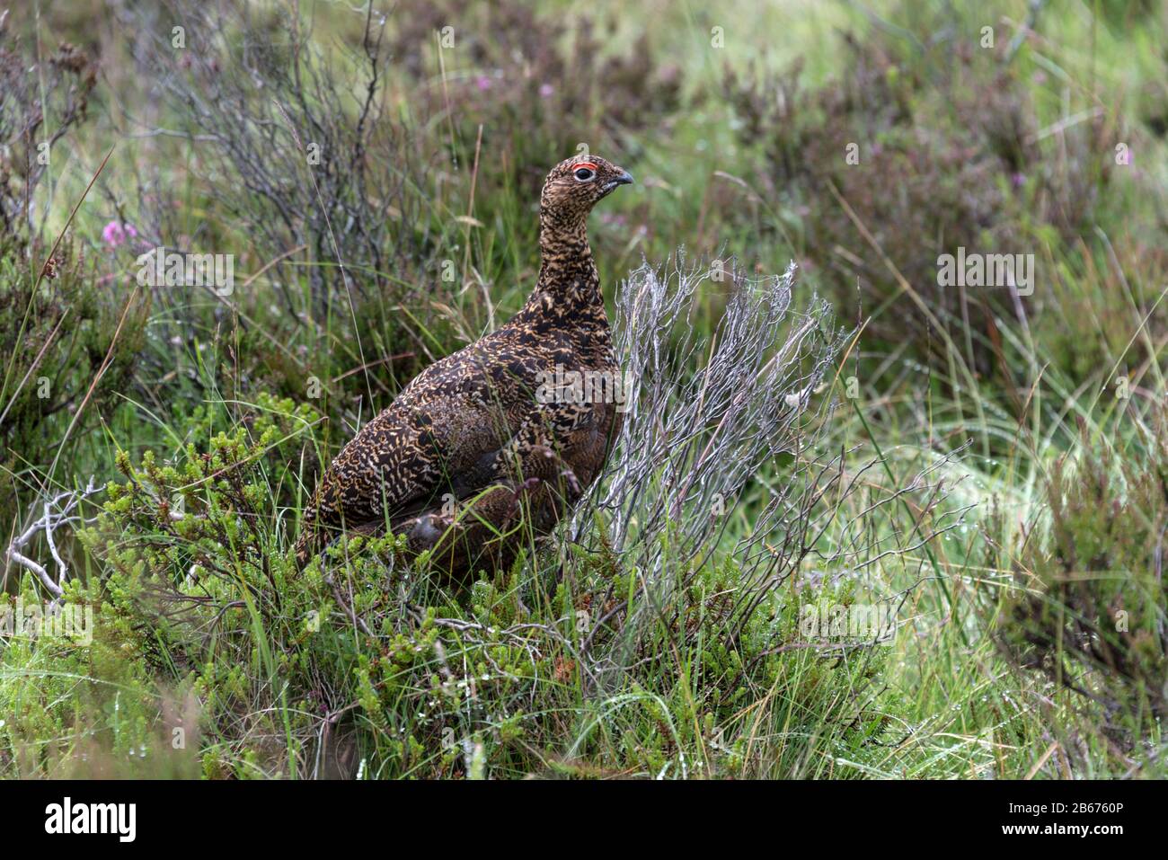 A red grouse hen, a game bird, wondering in the heather-covered moorland at Bramsdale Moor in the North York Moors National Park in Britain.  Bramsdal Stock Photo