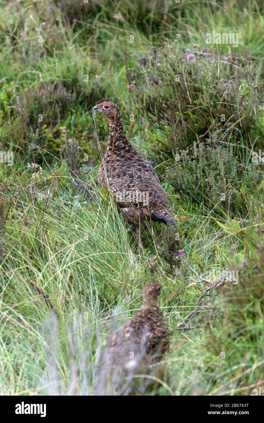A red grouse hen, a game bird, followed by some of her chicks wondering in the heather-covered moorland at Bramsdale Moor in the North York Moors Nati Stock Photo