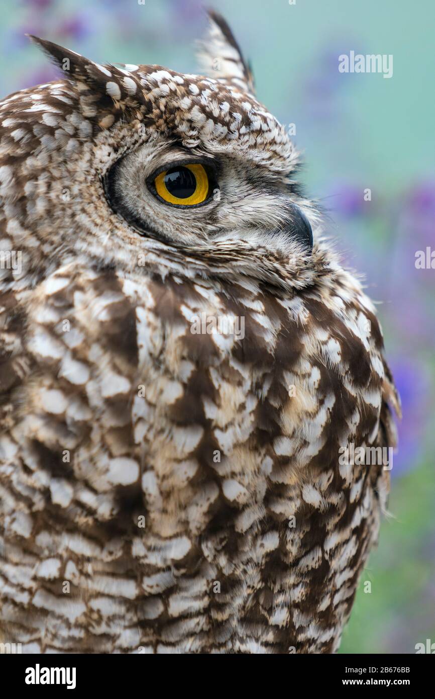 African Spotted Eagle Owl on display Stock Photo - Alamy