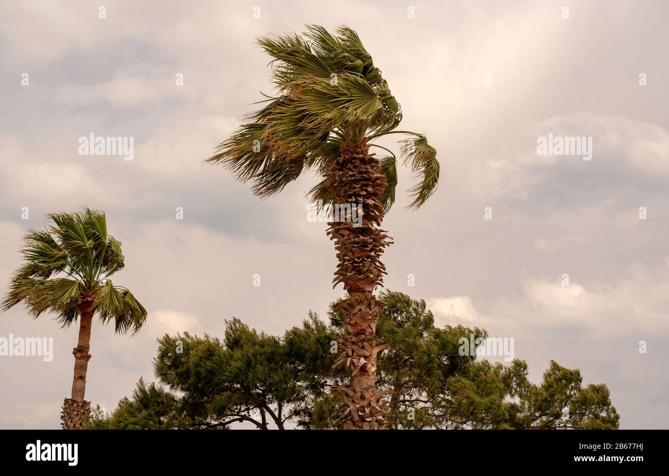Palm tree in the wind Stock Photo - Alamy