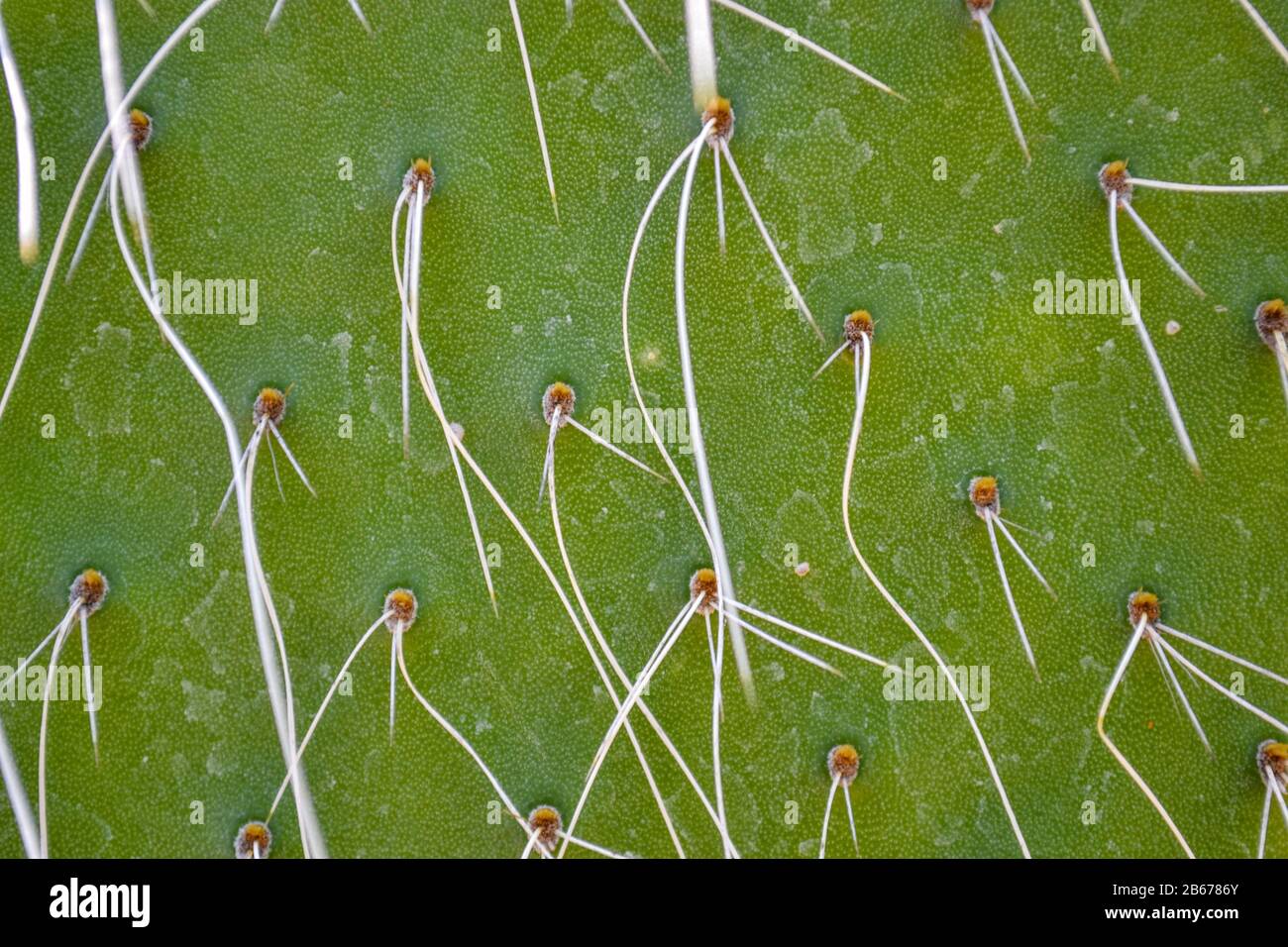 Texture of cactus leaf, natural pattern Stock Photo - Alamy