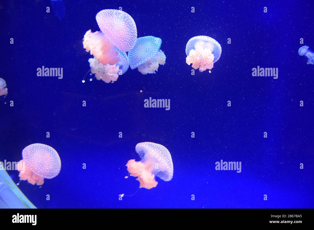 Beautiful jellyfish swimming in water Stock Photo
