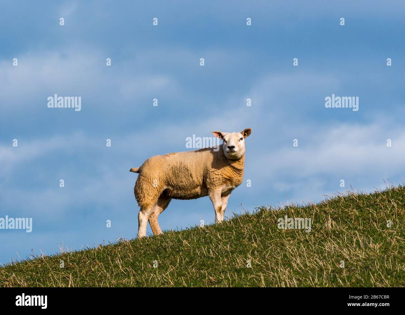 Single curious sheep, Ovis aries, in sunshine, East Lothian, Scotland, UK Stock Photo