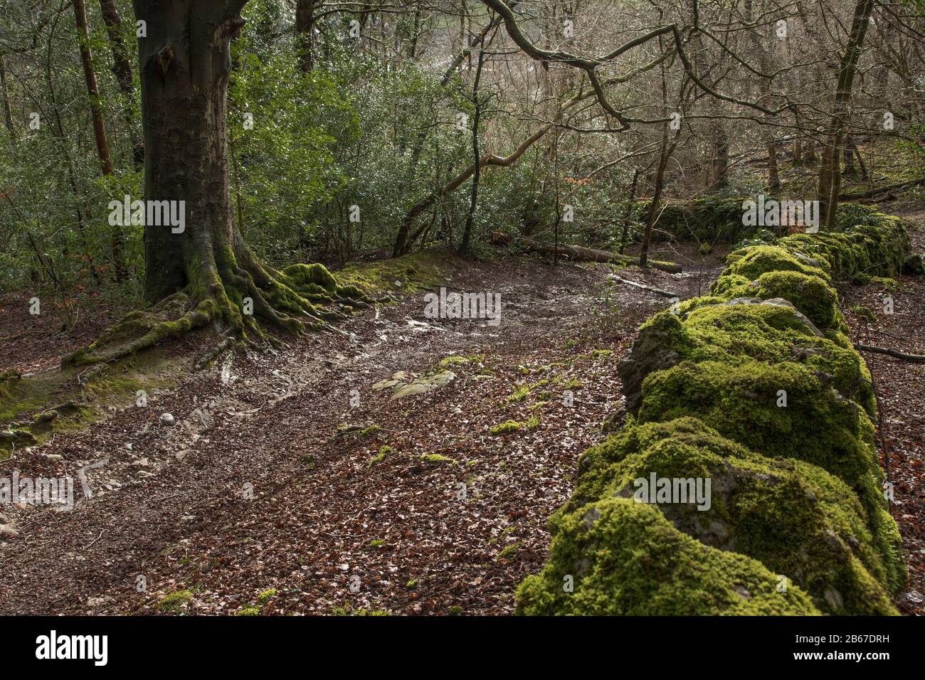 Strickland wood hires stock photography and images Alamy