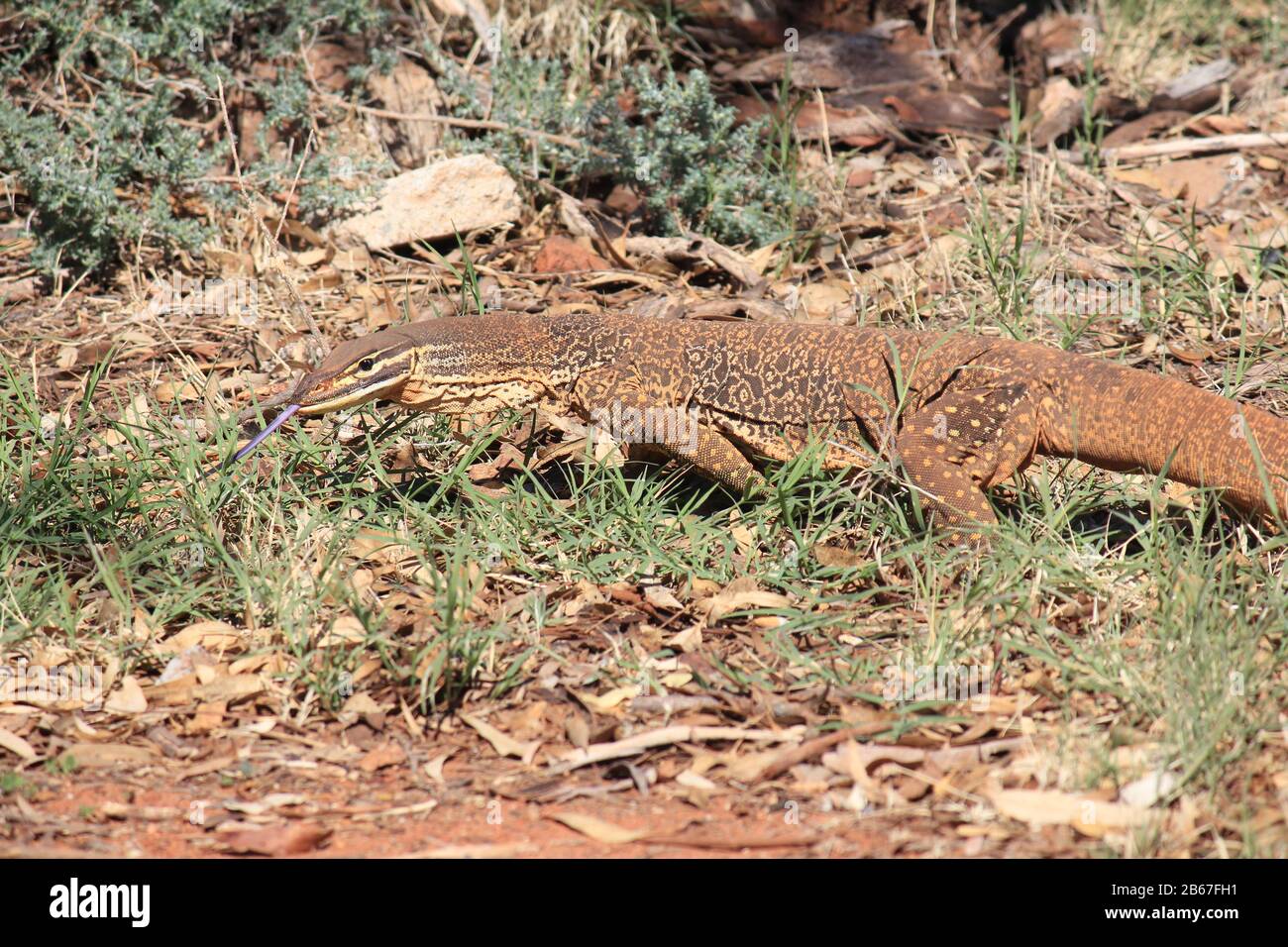 A large monitor lizard in the wilds of Australia Stock Photo Alamy
