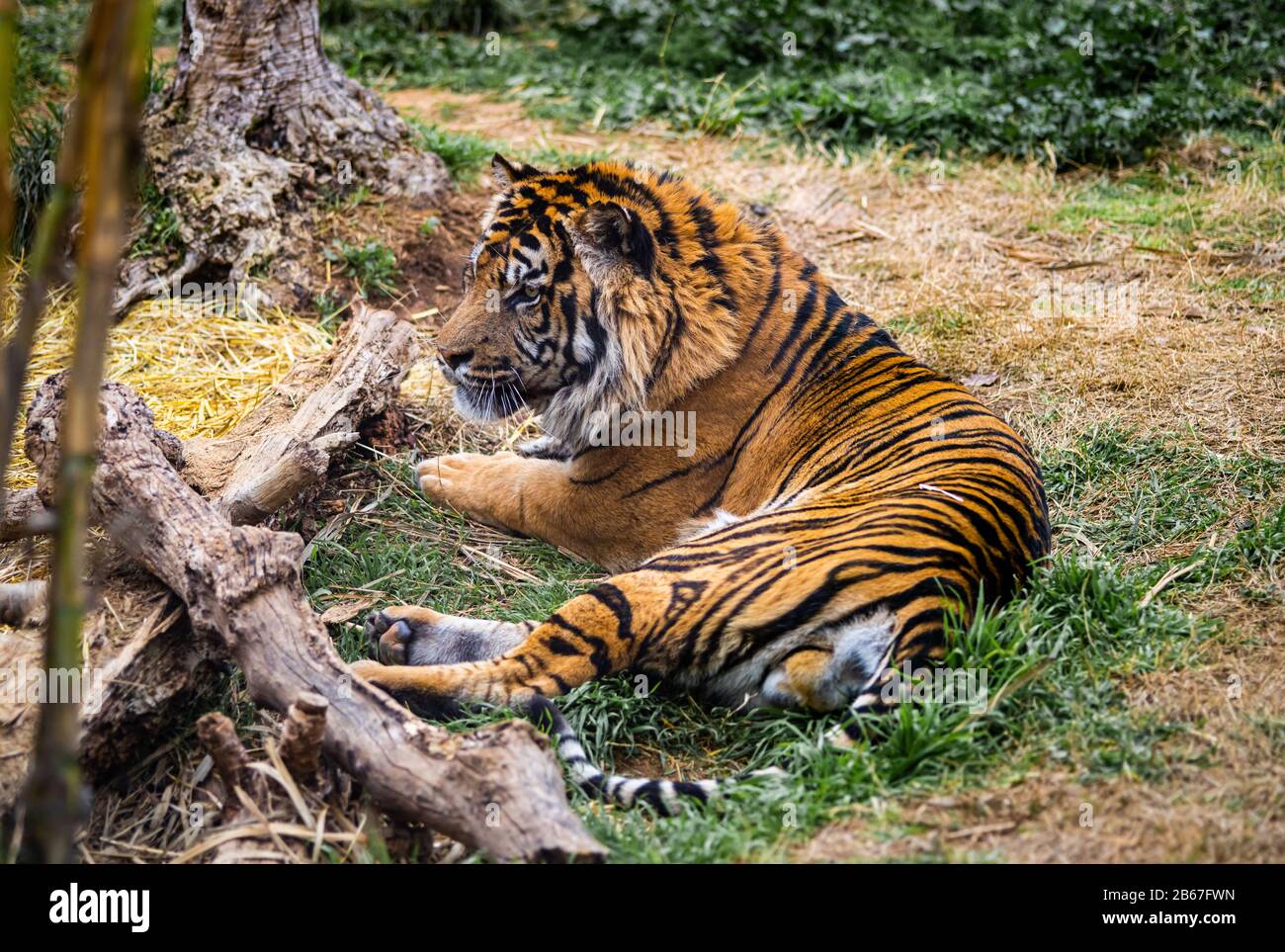 A Sumatran Tiger Laying On The Ground Looking At Somthing Stock Photo