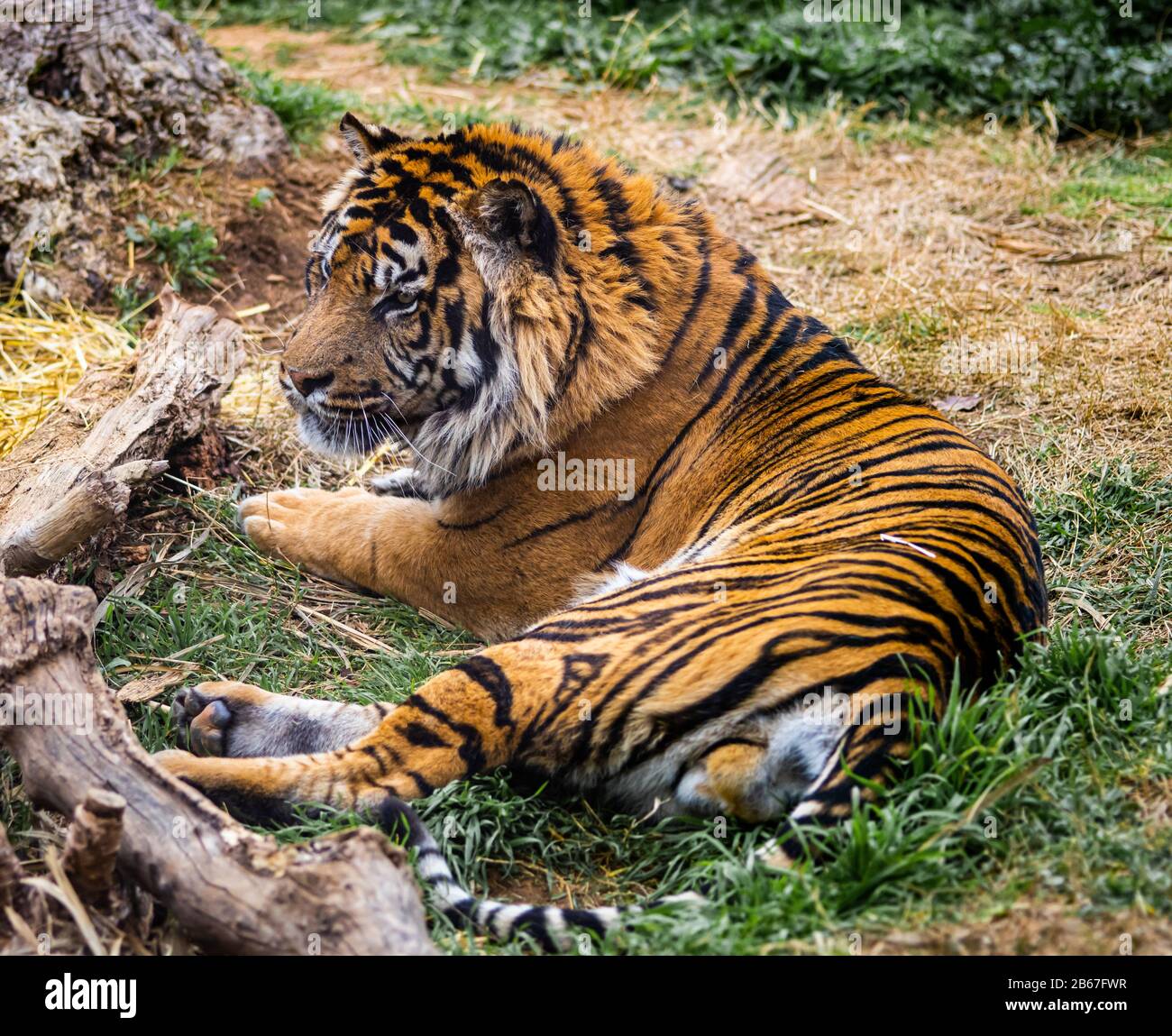 A Sumatran Tiger looking intently at something with orange fur. Stock Photo