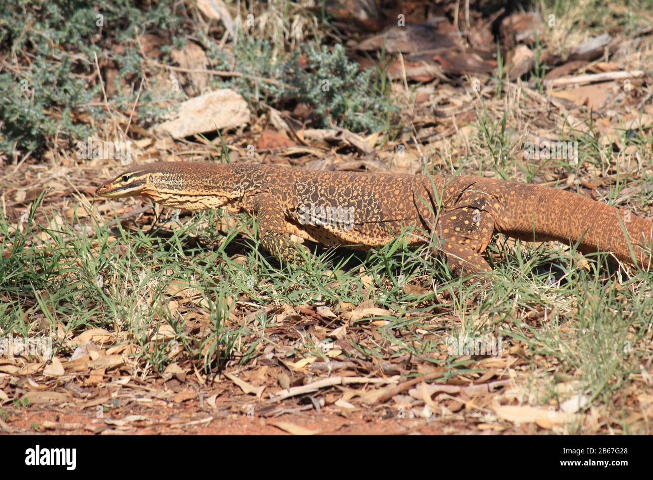 A large monitor lizard in the wilds of Australia Stock Photo Alamy