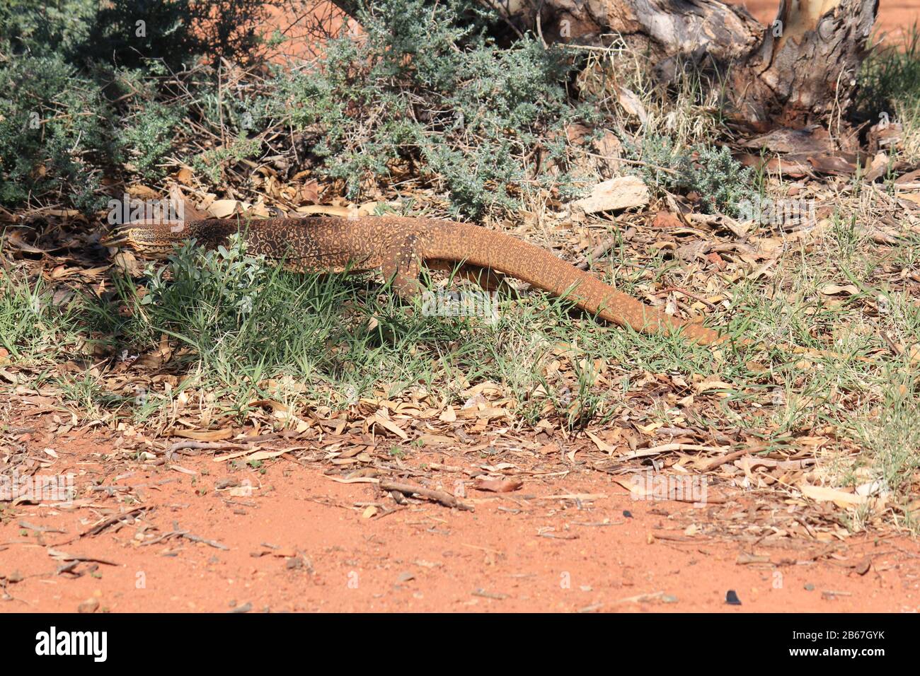 A large monitor lizard in the wilds of Australia Stock Photo - Alamy