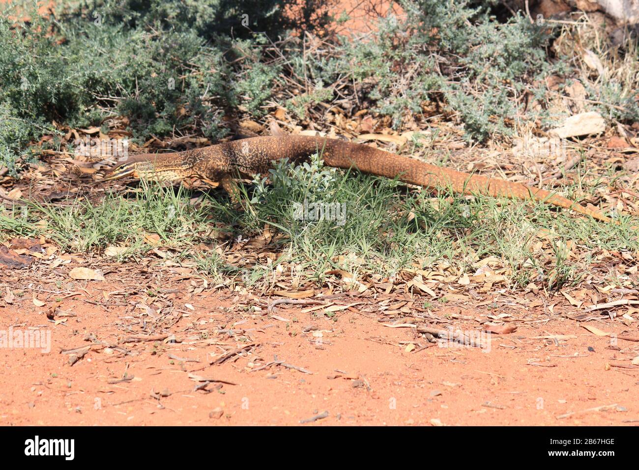 A large monitor lizard in the wilds of Australia Stock Photo - Alamy