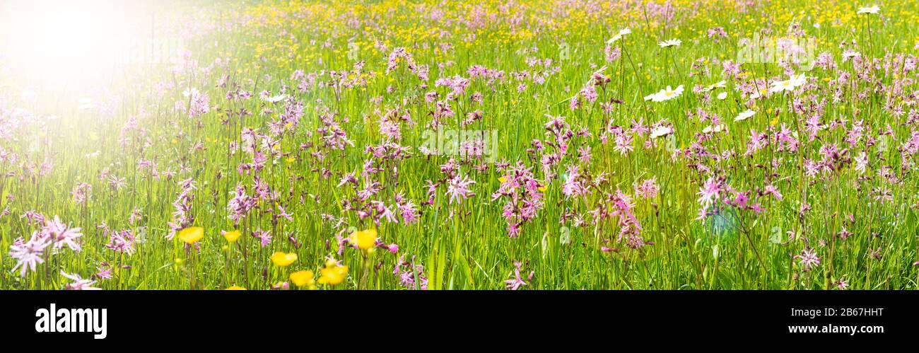 Blumenwiese mit Frühlingsblumen und Sonnenstrahlen Stock Photo