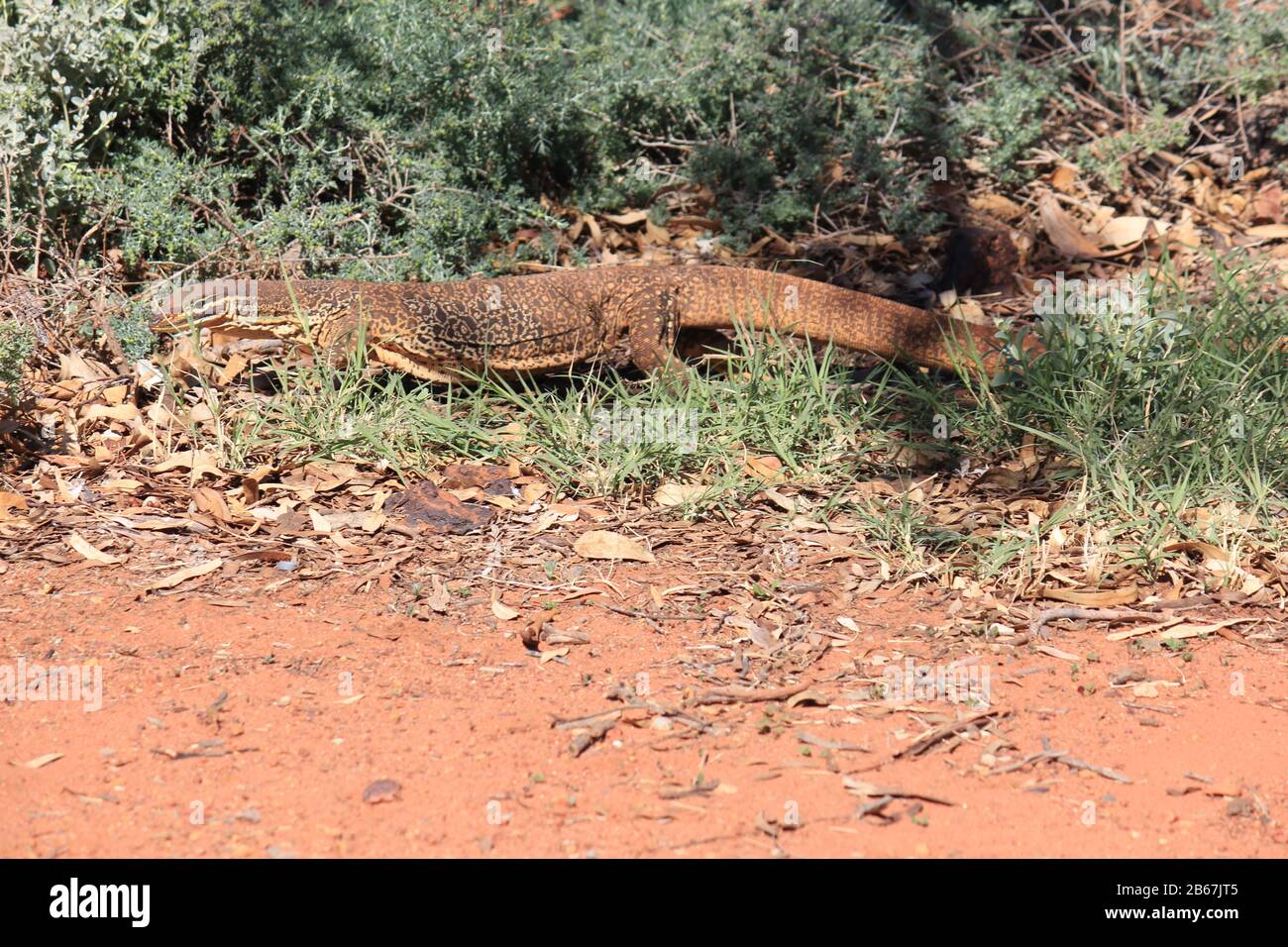 A large monitor lizard in the wilds of Australia Stock Photo - Alamy