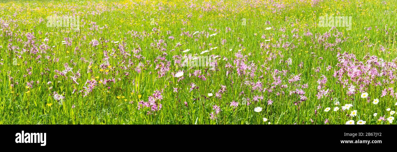 Panorama einer Blumenwiese mit Frühlingsblumen Stock Photo