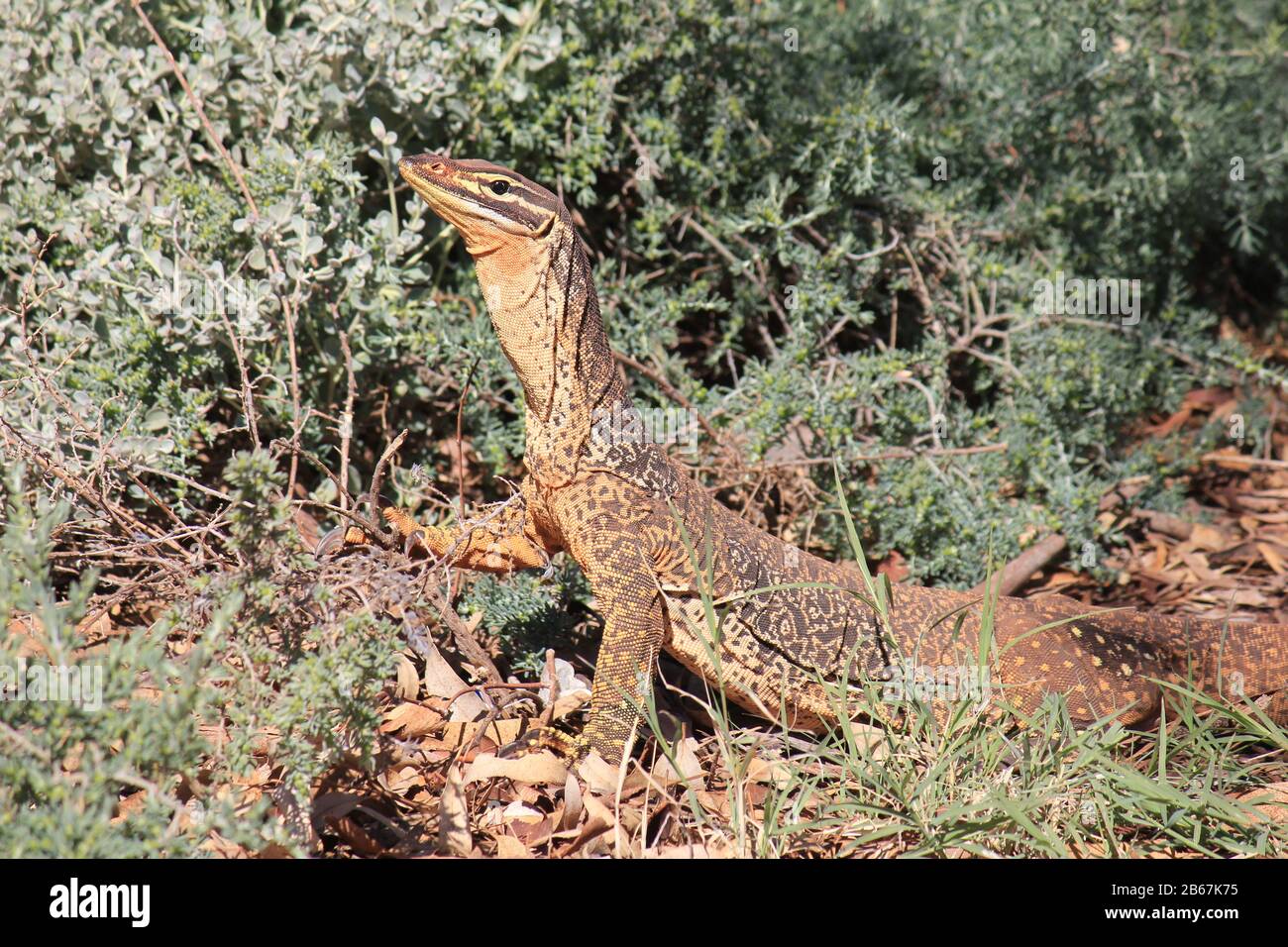 A large monitor lizard in the wilds of Australia Stock Photo Alamy