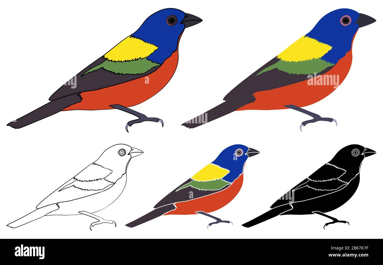 Painted Bunting bird in profile view Stock Vector