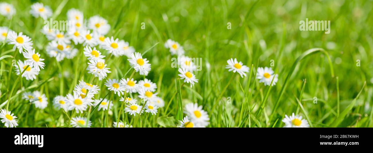 Panorama einer Blumenwiese mit Frühlingsblumen Stock Photo