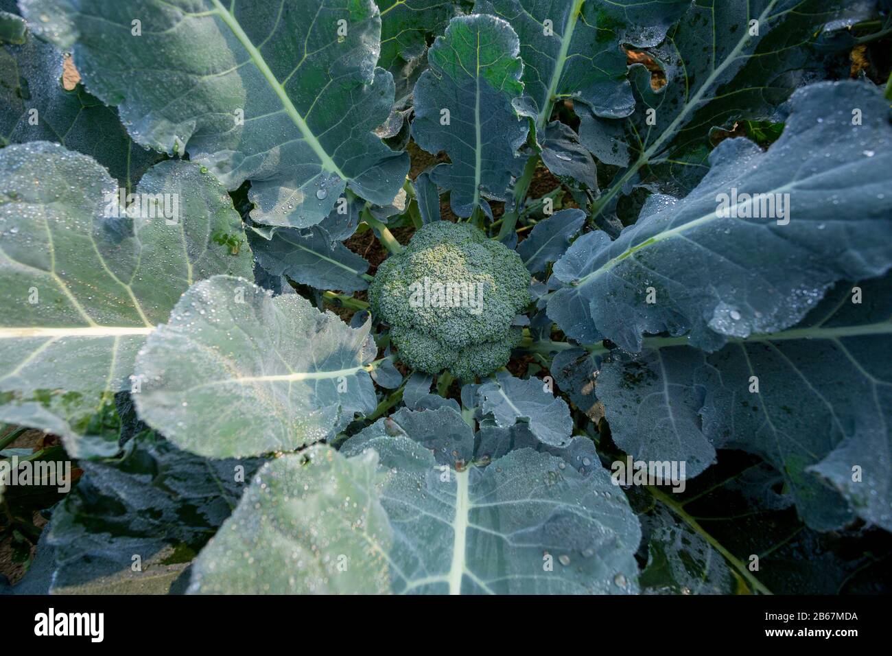 Healthy green organic broccoli plant growing in a vegetable garden ...