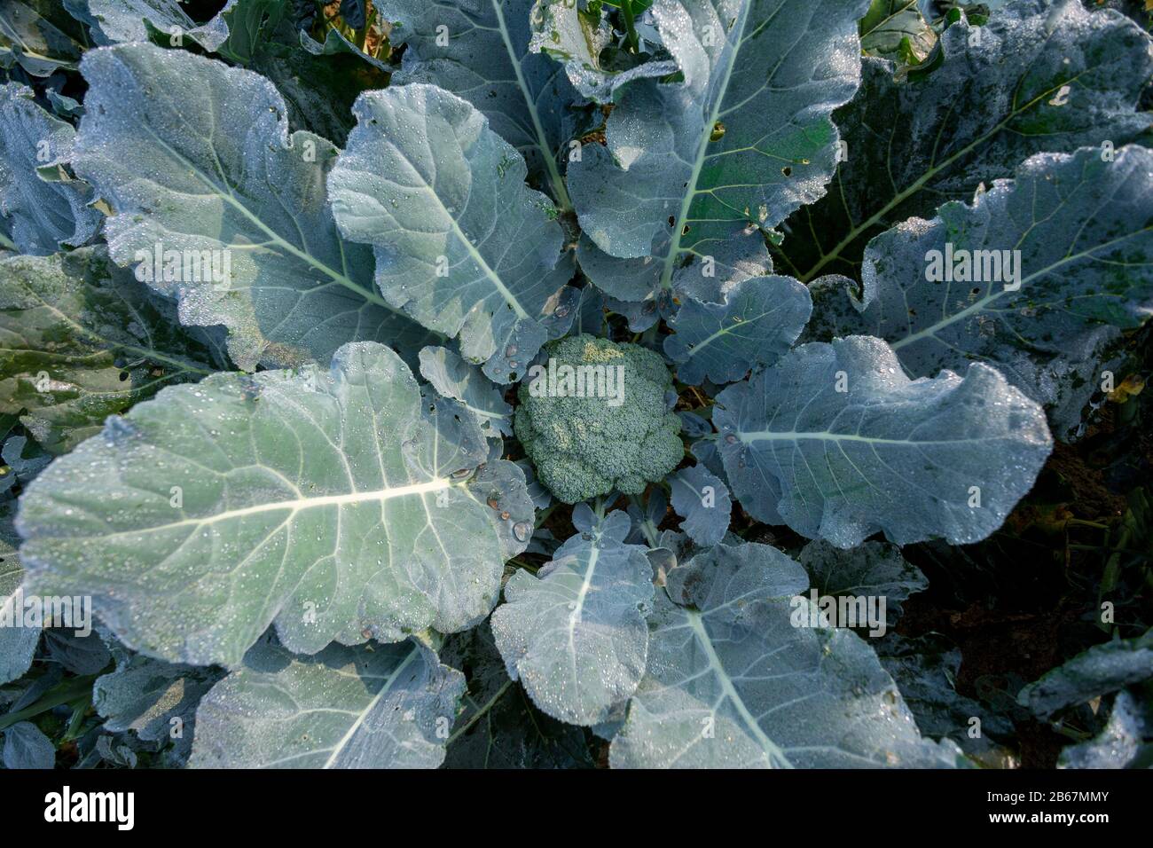 Healthy green organic broccoli plant growing in a vegetable garden ...