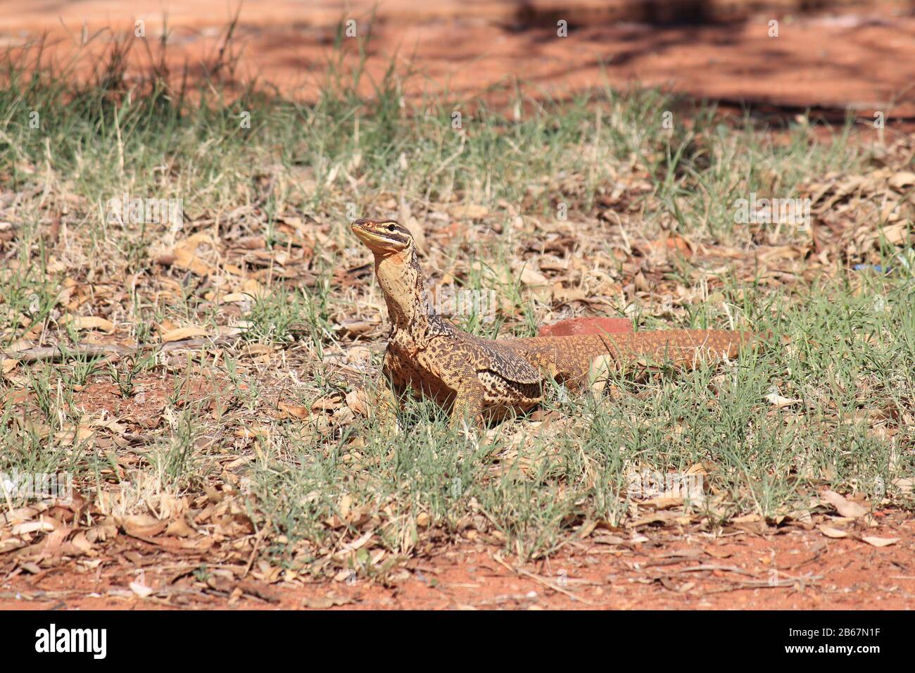 A large monitor lizard in the wilds of Australia Stock Photo Alamy