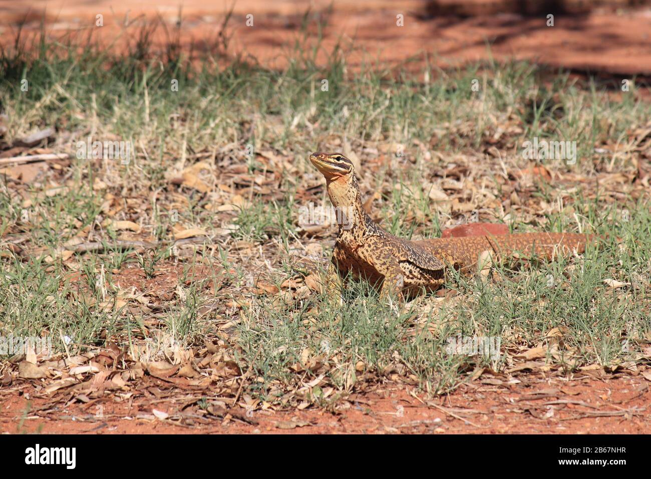 A large monitor lizard in the wilds of Australia Stock Photo Alamy