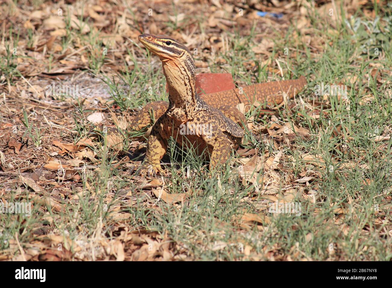 A large monitor lizard in the wilds of Australia Stock Photo Alamy
