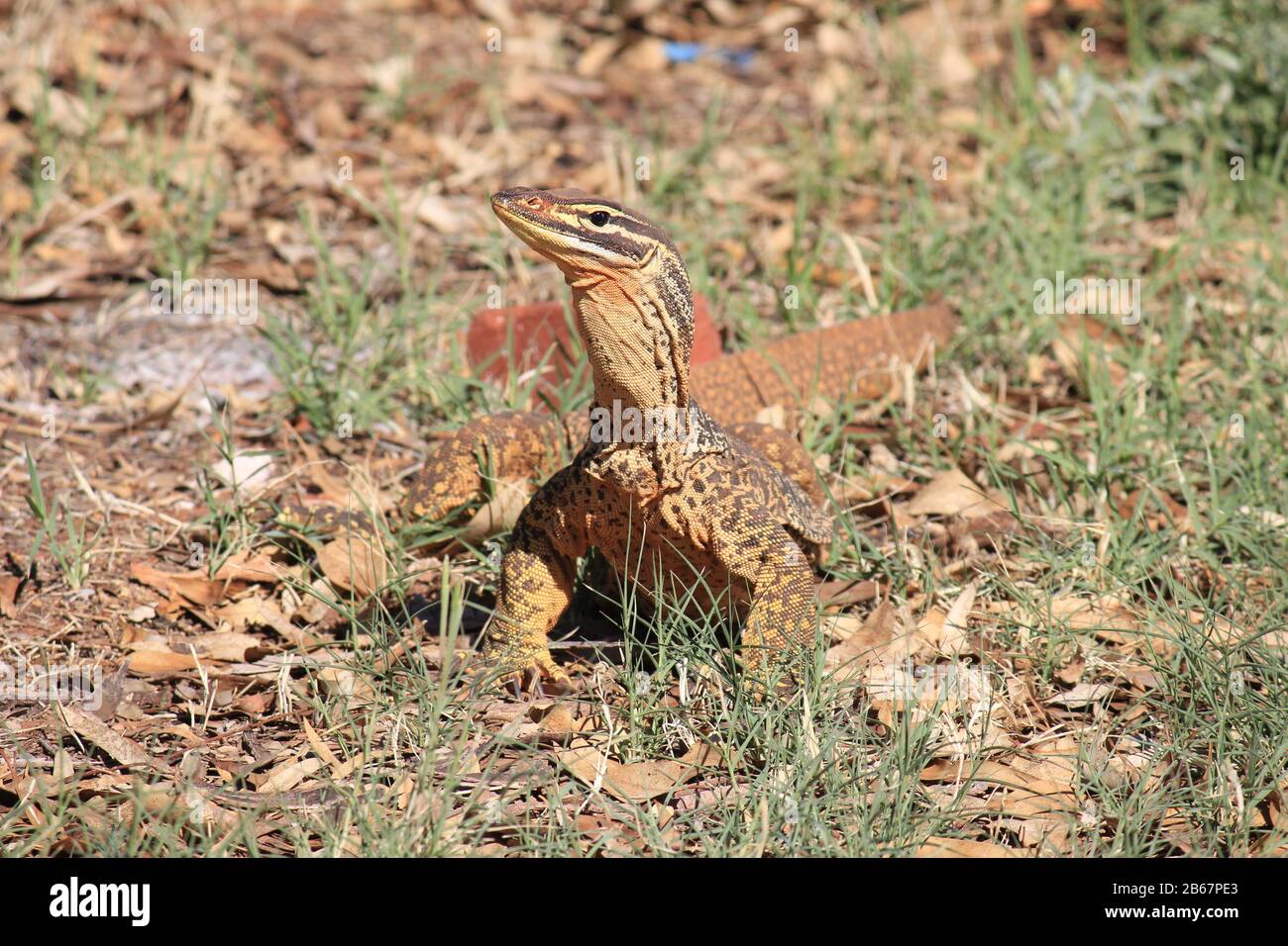 A large monitor lizard in the wilds of Australia Stock Photo Alamy