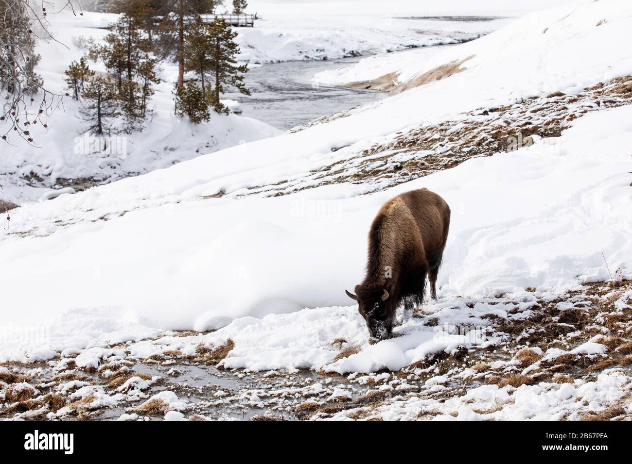 North american bison hires stock photography and images Alamy