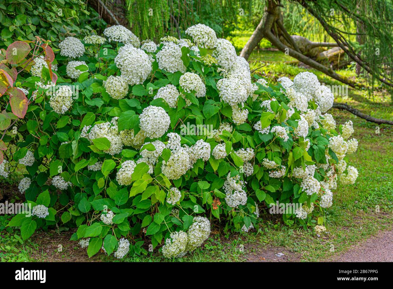 Image Result For Photos Of Limelight Hydrangea In Winter