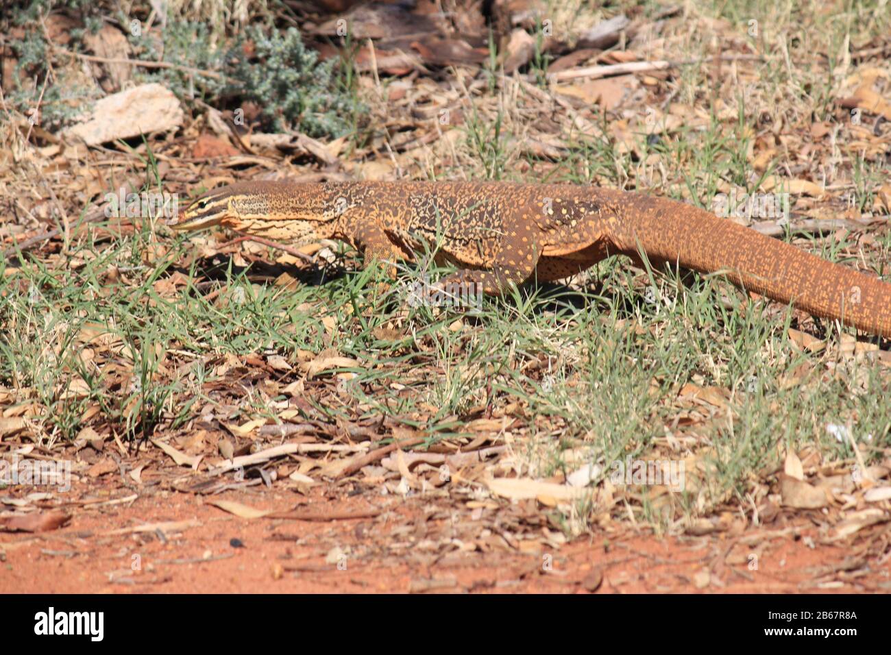 A large monitor lizard in the wilds of Australia Stock Photo Alamy