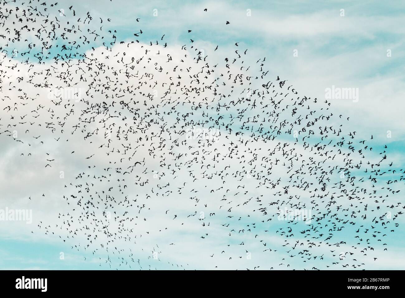huge flock of birds flies in the sky Stock Photo Alamy