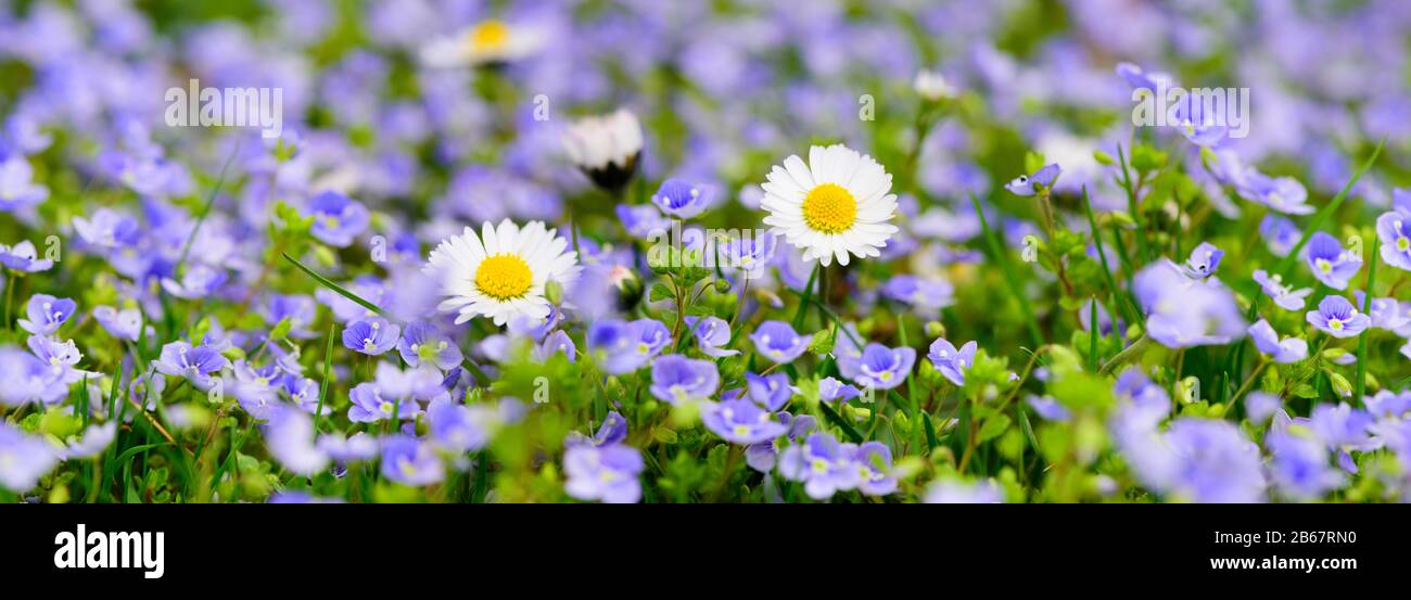 Panorama einer Blumenwiese mit Frühlingsblumen Stock Photo