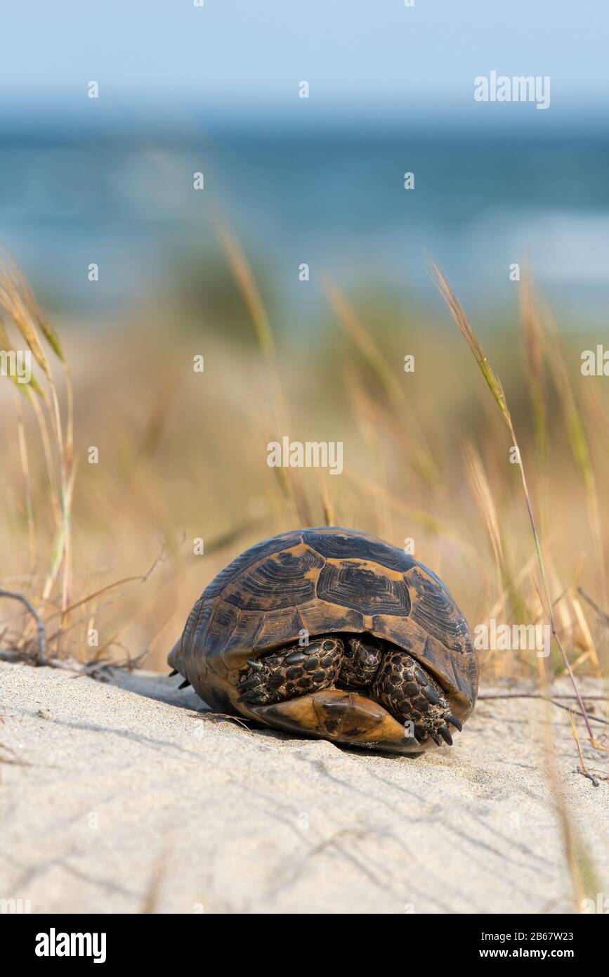 Greek tortoise conservation status protected, standing on a beach in ...