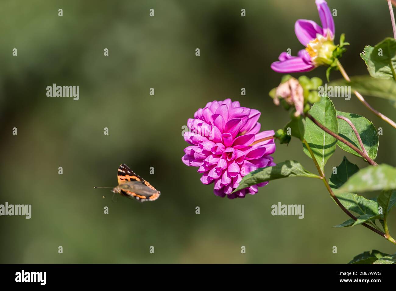 Butterfly after shucking nectar from a blooming flower Stock Photo