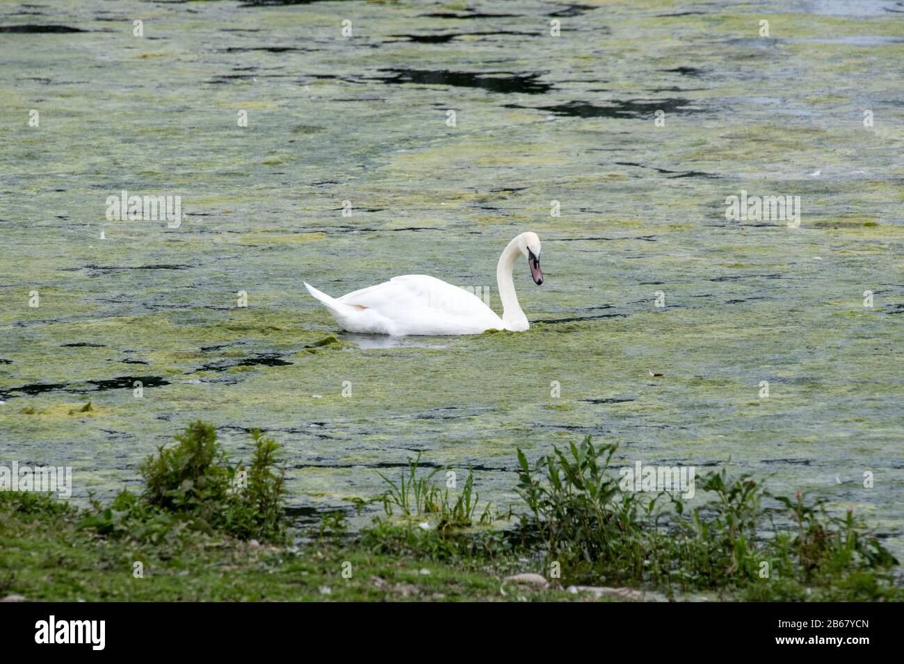A mute swan negotiates an algal bloom on a wildlife pond, now choaked with slime, in the UK countryside. Stock Photo