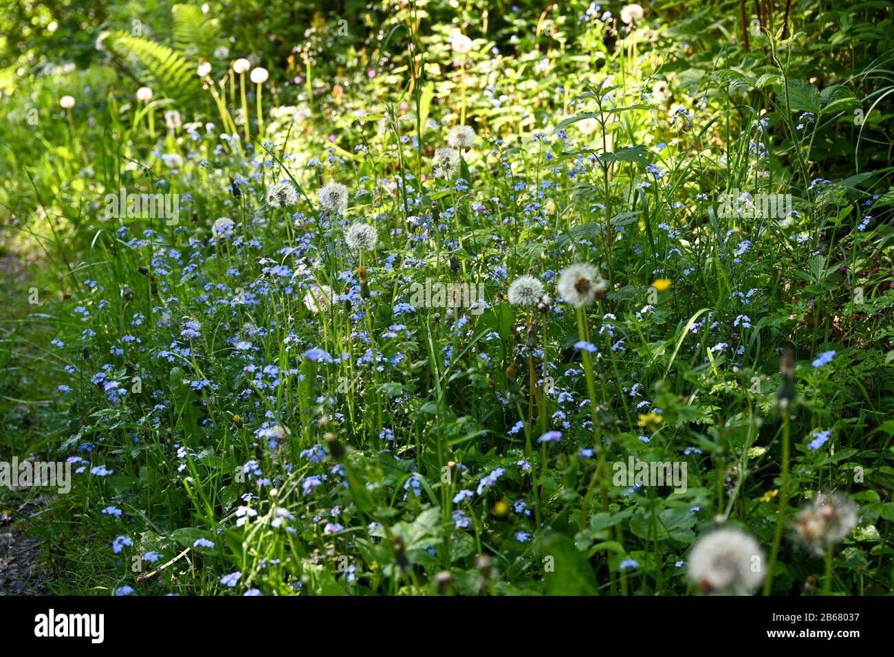 Image of an overgrown area of a garden now a mass of flowers and weeds, set aside for wildlife taken on a sunny summers day. Stock Photo