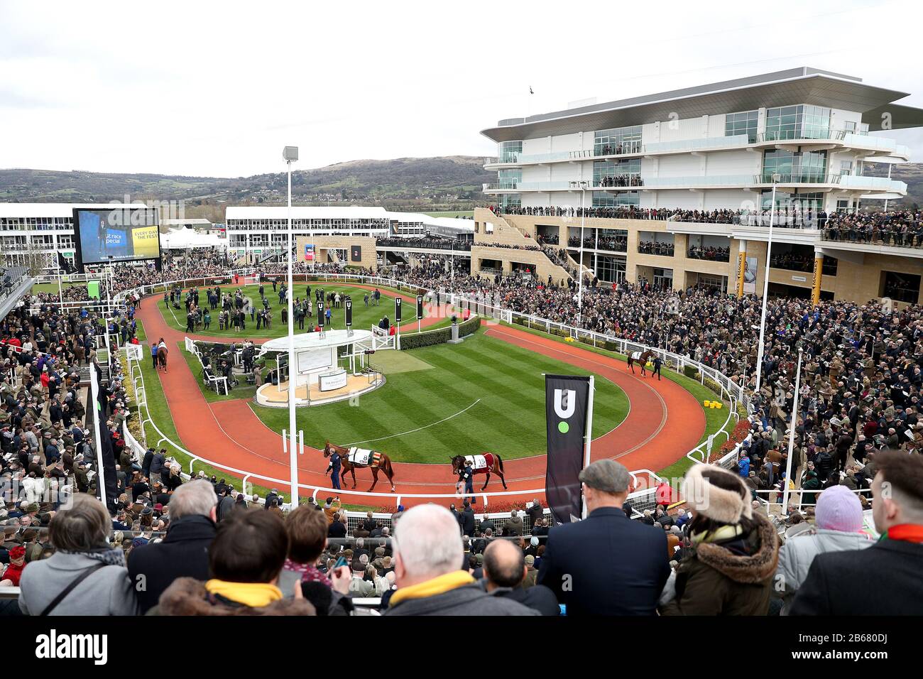 A general view of the parade ring on day one of the Cheltenham Festival at  Cheltenham Racecourse, Cheltenham Stock Photo - Alamy