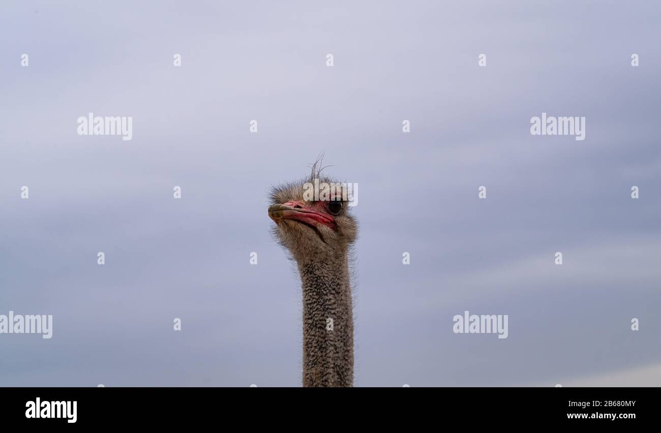 An Ostrich Looks Doubtfully Down On The Viewer Stock Photo