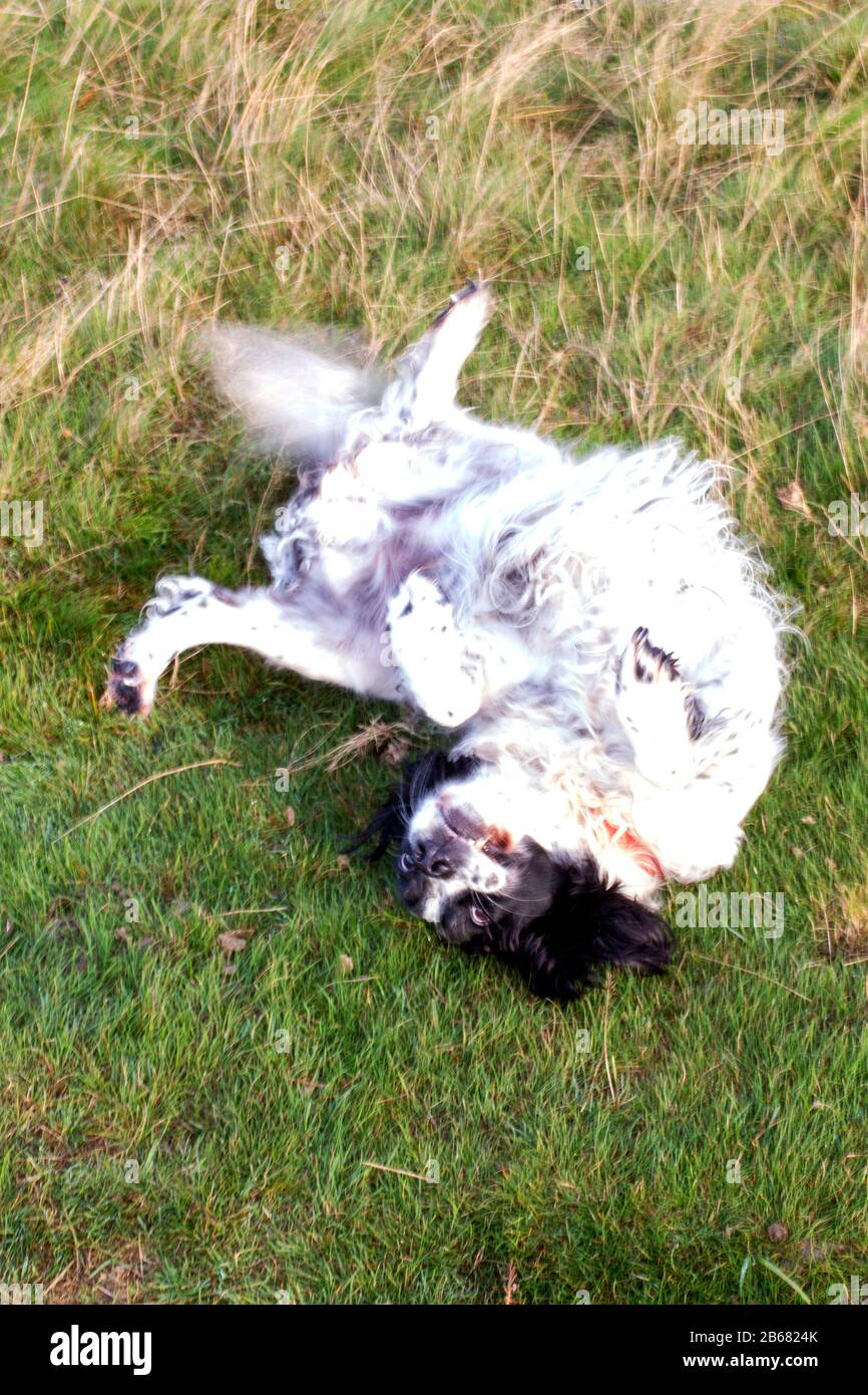 Dog rolling on back hires stock photography and images Alamy