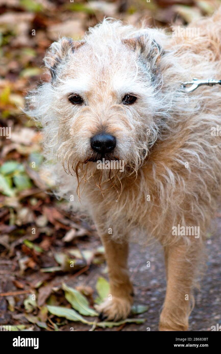 Scruffy looking on sale dog breeds