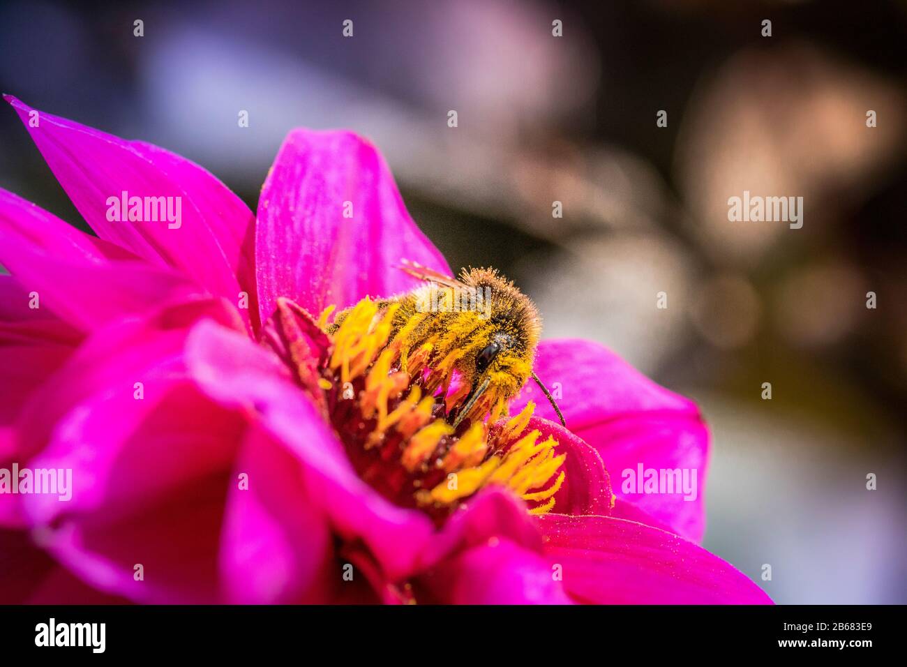 Side view bee hi-res stock photography and images - Alamy