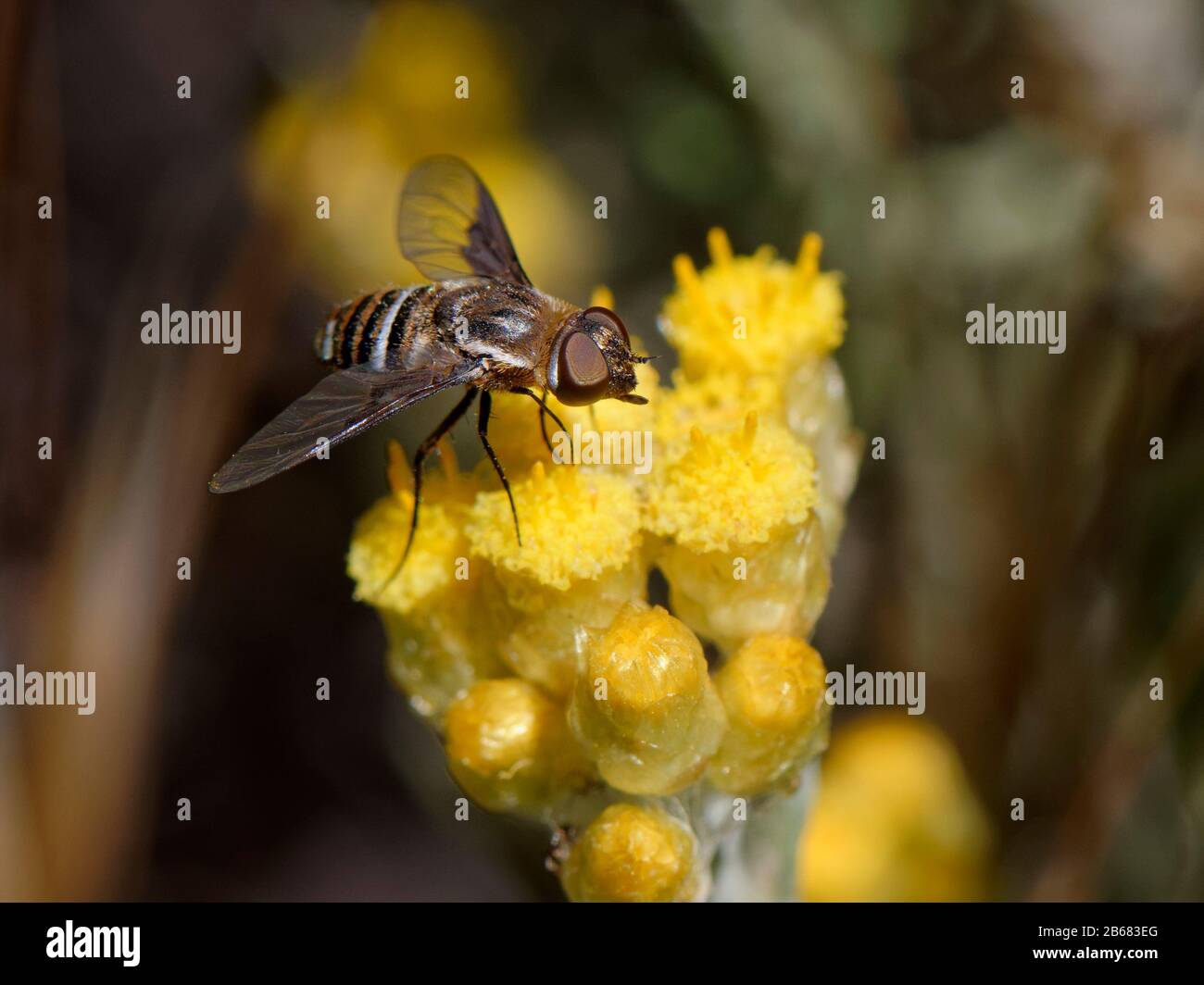 Bee fly (Exhyalanthrax afer) nectaring on Eternal / Everlasting flower (Helichrysum stoechas) clump flowering on sand dunes behind a beach, Mondrago N Stock Photo