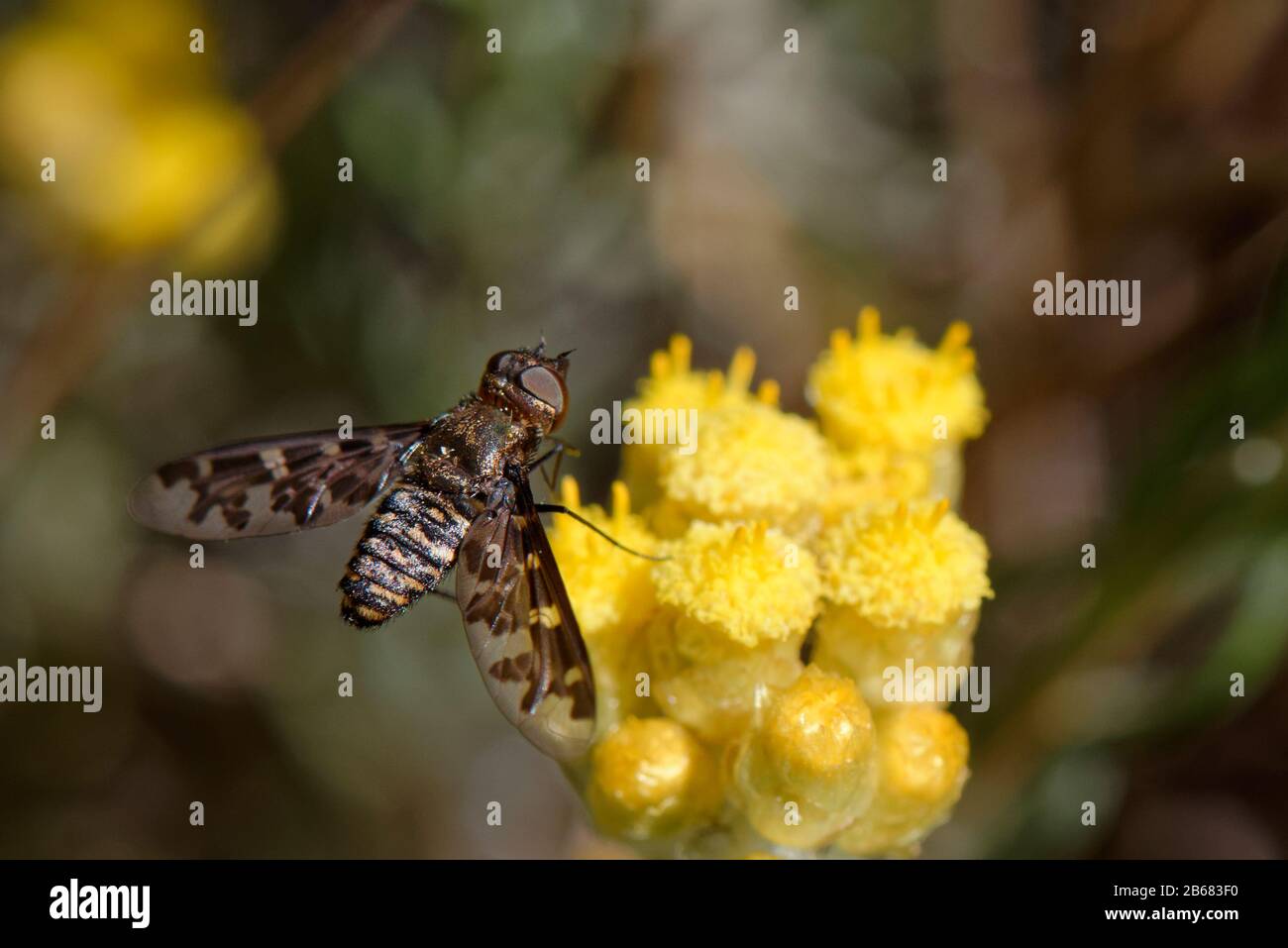 Bee fly (Exoprosopa sp.) nectaring on Eternal / Everlasting flower (Helichrysum stoechas) clump, Mondrago Natural Park, Mallorca, June. Stock Photo