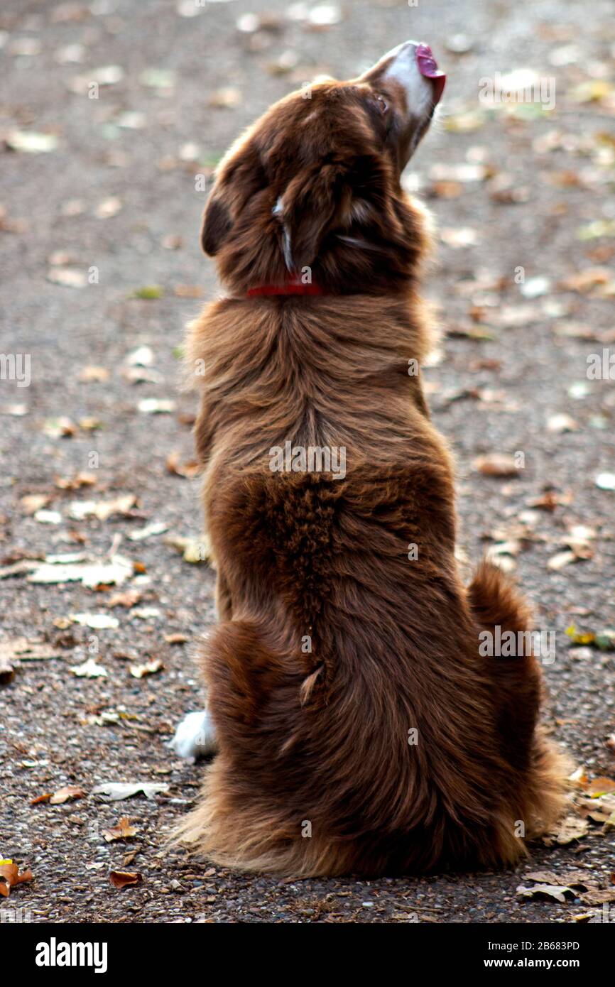 Why Does My Dog Turn His Back To Me