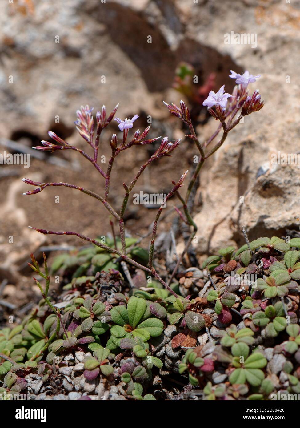 Dwarf statice / sea Lavender (Limonium minutum) flowering on limestone cliff tops, Mallorca south coast, May. Stock Photo