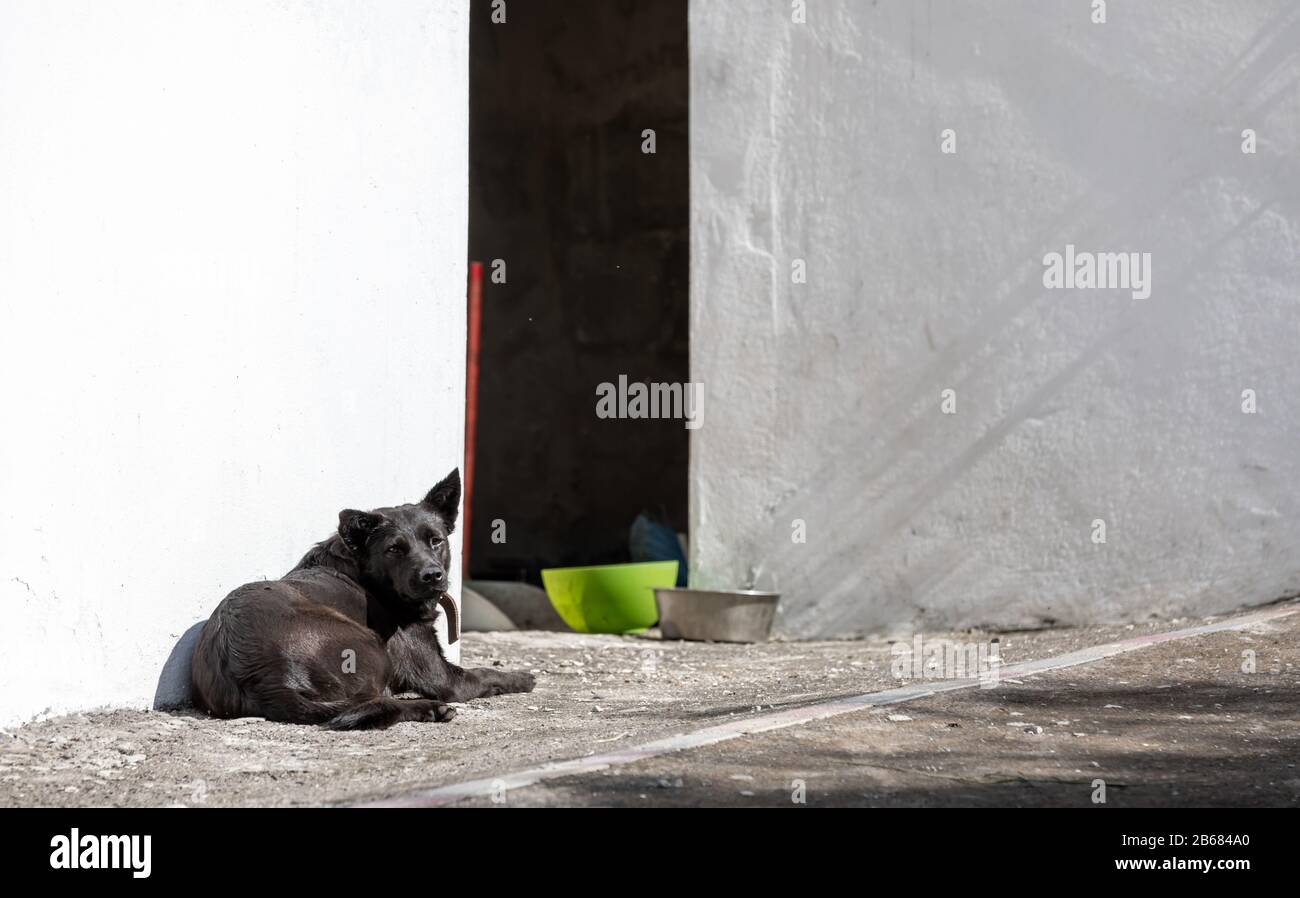 Dog lounging in St Martin Stock Photo Alamy