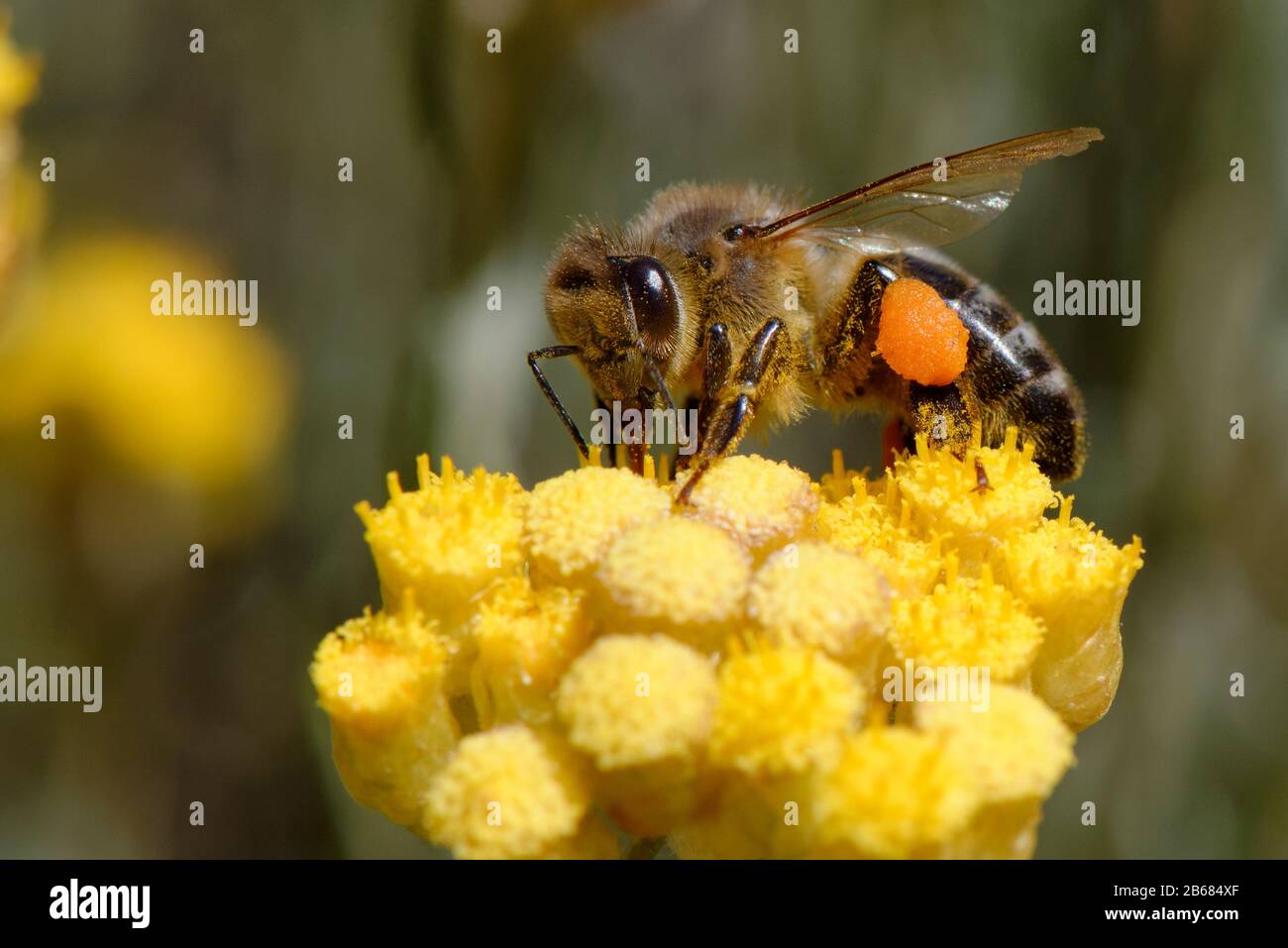 Honeybee (Apis mellifera) nectaring on Eternal / Everlasting flower (Helichrysum stoechas) clump, Mondrago Natural Park, Mallorca, May. Stock Photo
