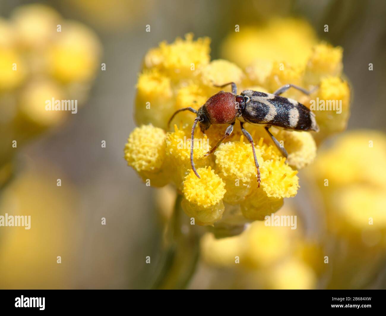 Longhorn beetle (Chlorophorus trifasciatus) nectaring on Eternal / Everlasting flower (Helichrysum stoechas) clump, Mondrago Natural Park, Mallorca. Stock Photo