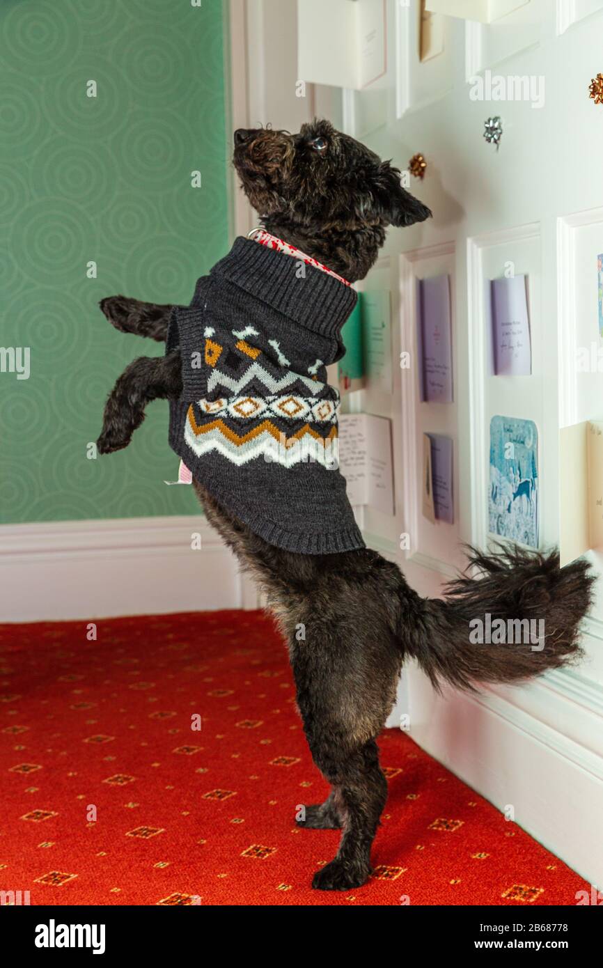 black terrier dog with bushy tail standing on hind legs modelling Christmas jumper Stock Photo